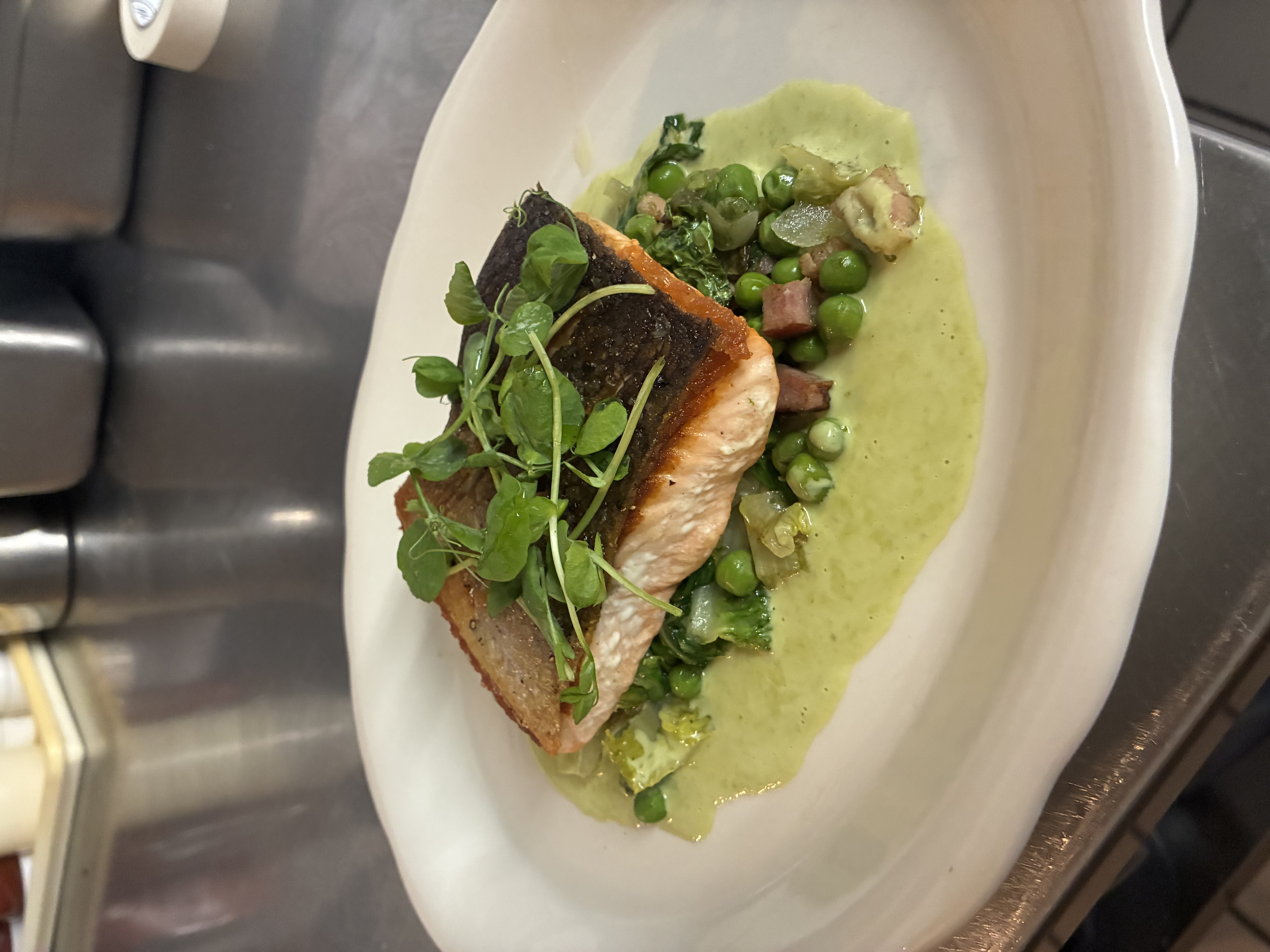 Salmon